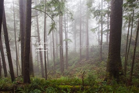 Fog in the Forest - Cannon Beach Photo