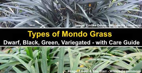 Dwarf Mondo Grass