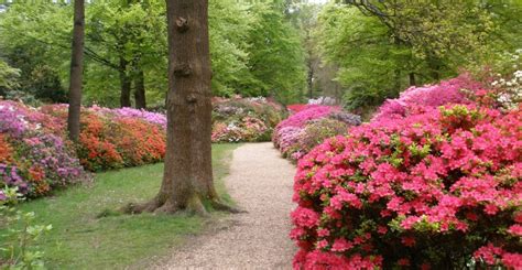 1 X PINK AZALEA JAPANESE EVERGREEN SHRUB HARDY GARDEN PLANT Garden & Outdoors Outdoor Plants ...