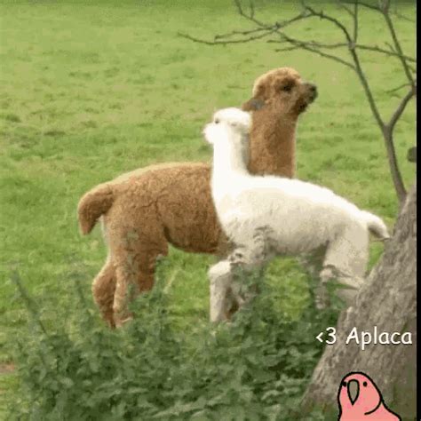 Alpaca Happy GIF - Alpaca Happy Playful - Discover & Share GIFs