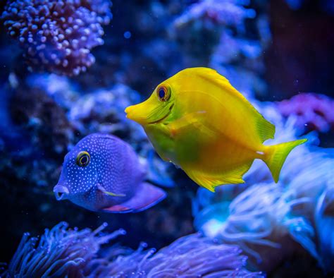 Download Underwater Sea Animal Fish 4k Ultra HD Wallpaper