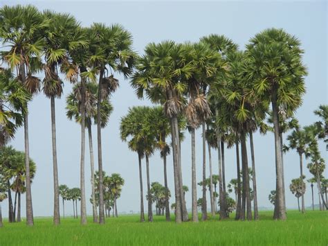 The Applications of Palm Tree By Cambodian People - Cam Oldies