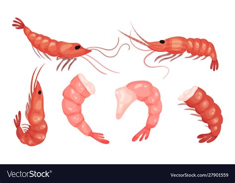 Set live shrimp on a white Royalty Free Vector Image