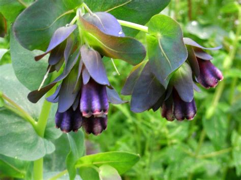 Cerinthe - Bouquet Blue Shrimp 70 Pcs Flowers Seeds – African Seeds