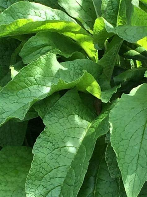 How To Make Comfrey Liquid Fertilizer