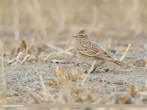 Eurasian Skylark | Audubon Field Guide