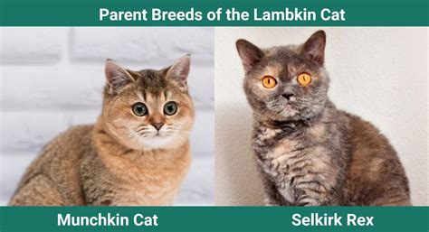 Lambkin Cat: Pictures, Care Guide, Temperament & Traits | Pet Keen