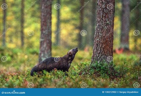 Wolverine in Wild Nature. Natural Habitat Stock Photo - Image of killer ...