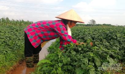 Nơi làm vụ đông sôi động bậc nhất Đồng bằng sông Hồng