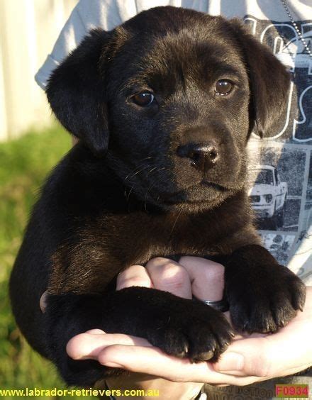 Labrador puppies for sale NSW Australia | Labrador puppy, Labrador ...