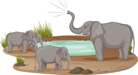 Elephant family standing at the pond isolated on white background ...