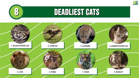 The 8 Deadliest Cats that Still Lurk the Planet - A-Z Animals