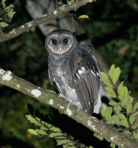 Greater Sooty Owl (Tyto tenebricosa) - Location: Royal National Park, New South Wales, Australia ...