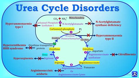 6: Urea cycle disorders(UCD) | Amino acid metabolism| Biochemistry | N ...