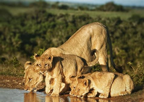 Lion Cubs: 12 Interesting Facts | Kariega Game Reserve