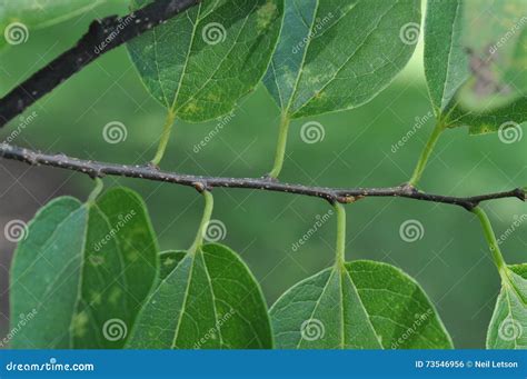 Basic Tree Identification: Alternate Leaf Arrangement Stock Photo ...