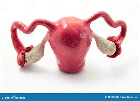 Anatomy of Uterus, Fallopian Tubes and Ovaries on Example of Anatomical Model of Female Genital ...