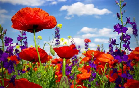 Poppy Field Wallpaper | Best Wallpapers HD Collection