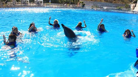 Dolphin Experience - My Experience Tours