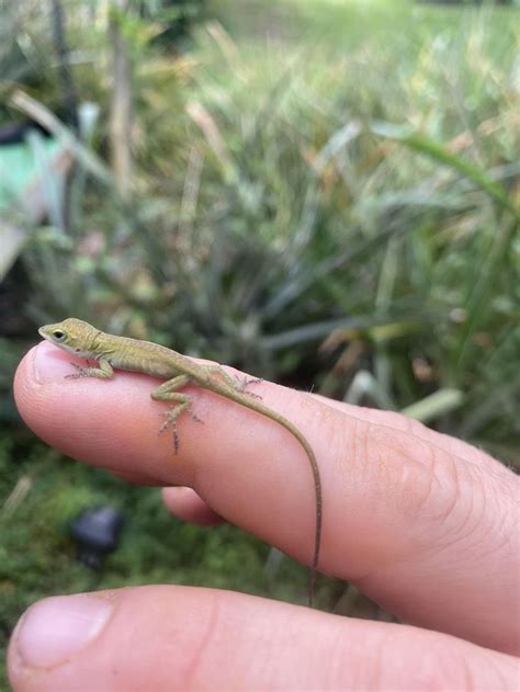 Baby Anole? Hawaii county #reptiles | Cute animal names, Baby lizards, Anole