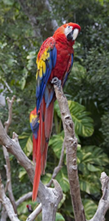 Scarlet Macaw