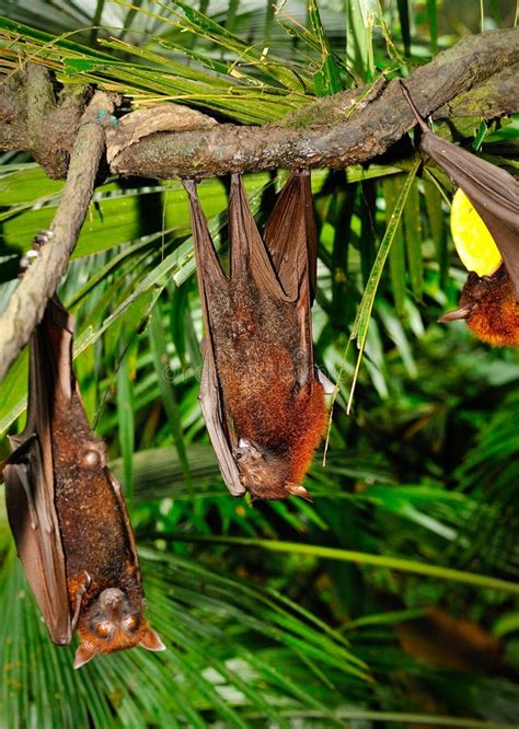 Franquet S Epauletted Fruit Bat (Epomops Franqueti) Hanging in a Tree ...