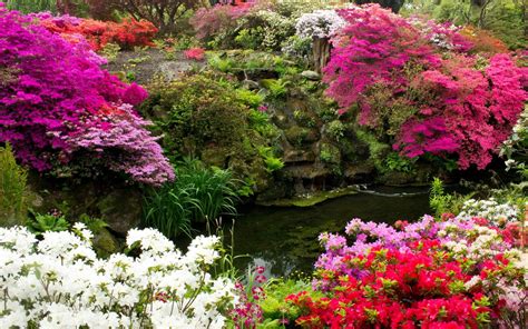 United Kingdom Gardens Pond Azalea Bodnant Gardens Wales Nature 413900 : Wallpapers13.com