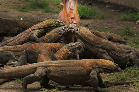 6 WEIRD FACTS ABOUT THE ANCIENT KOMODO DRAGON in 2021 | Komodo island, Komodo island tour ...