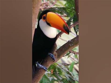 Toucan Sounds | Bird Sound Natural - YouTube