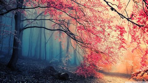 Color Forest Wallpapers - Top Free Color Forest Backgrounds ...