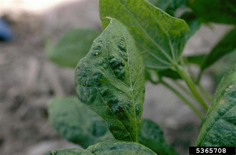 bean common mosaic virus (BCMV) (Potyvirus Bean common mosaic virus)