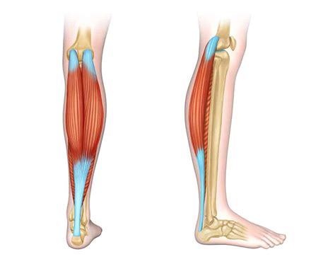 Human Calf Muscle Anatomy - Calf Muscles | Bodenswasuee