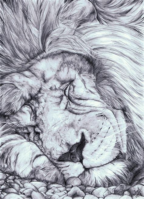 Sleeping lion by AnnaKowalczewska on DeviantArt