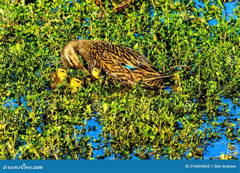 Blue Winged Teal Female with Ducklings Stock Image - Image of celery ...