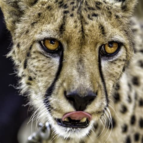 20130517-_MG_7142 | San Diego Safari Park Cheetah Run: | lennycarl08 ...