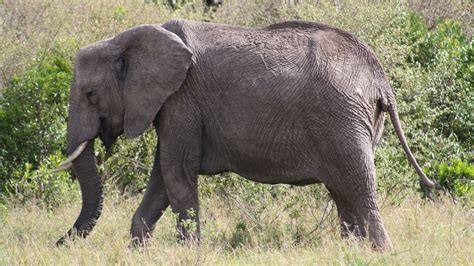 World News | 100 Elephants Die in Zimbabwe’s Largest Game Reserve From El Nino-Induced Drought ...