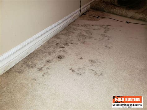 Black Mold Under Wet Carpet - Carpet Vidalondon