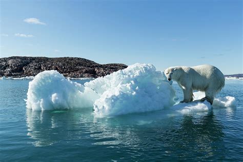 Polar Bear On Iceberg, Hudson Bay by Paul Souders