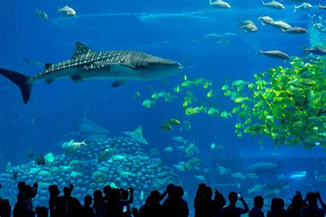 10 Best Aquariums in the World - 2024 (Price,Size & more)