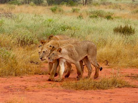 Tsavo East National park Safaris | Kenya Safari Experiences