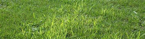 Sedge Control - Green Top Lawn Care