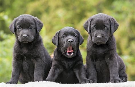 Cute Black Lab Puppies Wallpapers on WallpaperDog