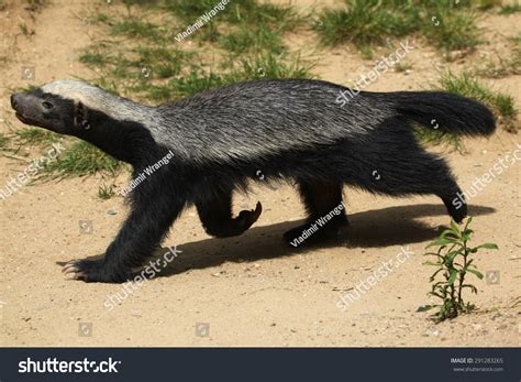 Honey Badger Mellivora Capensis Known Ratel Stock Photo 291283265 | Shutterstock