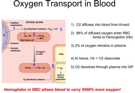 BIOL 222-003 Gas transport in the blood, oxygen/carbon dioxide transport, adjustments to ...