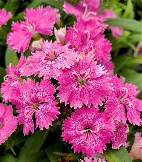 Dianthus Blooms in 2021 | Bloom, Flower garden, Beautiful pictures