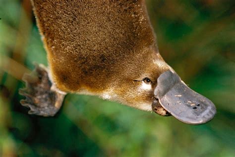 Platypus habitat shrinks by almost a quarter as scientists warn species now ‘threatened’ | The ...