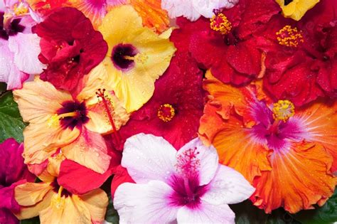 Hibiscus Flowers Flower India Fiji Photo Background And Picture For Free Download - Pngtree