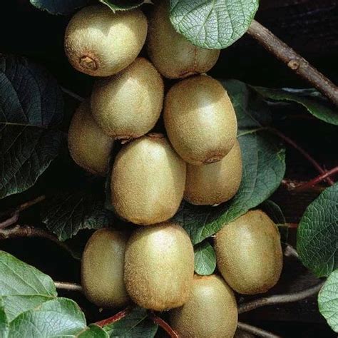 Well Watered Kiwi Fruit Plant, Rs 250 /plant, Joshi Plants | ID ...