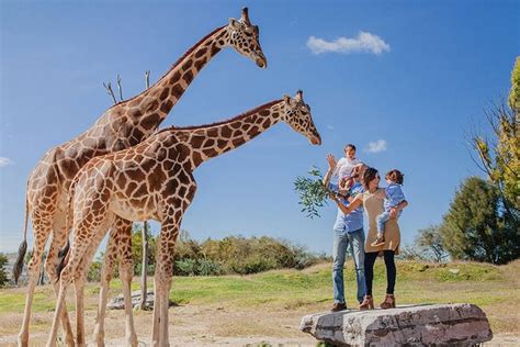 Skip the Line: Africam Safari Entrance Ticket 2024 - Puebla City