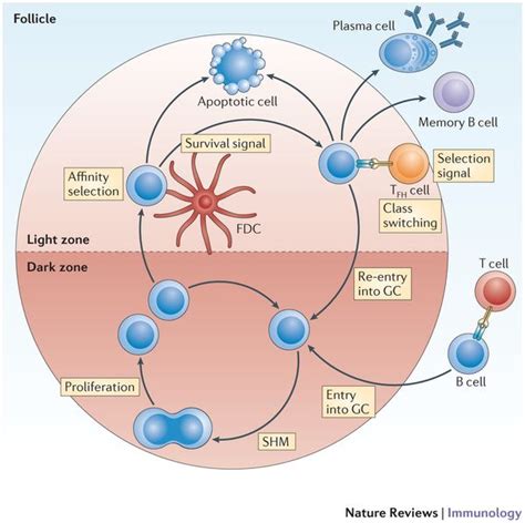 The germinal centre reaction. | Immunology, Germinal center, Cell